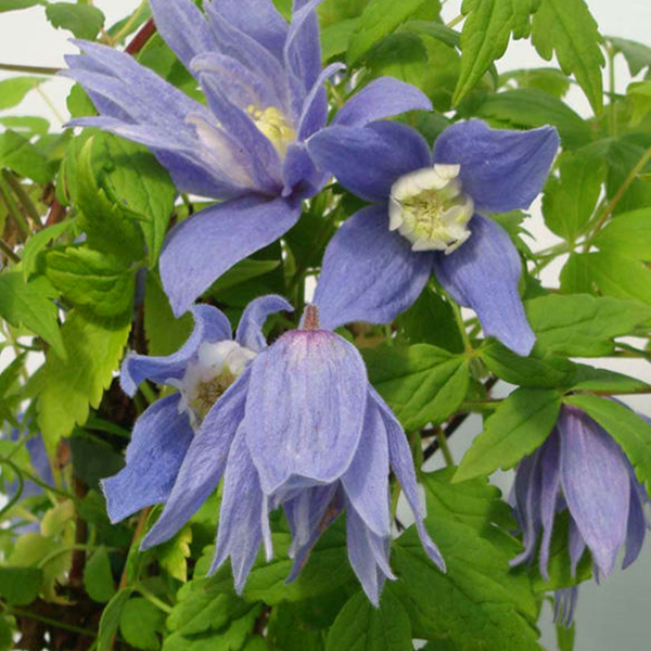 Clematis_alpina_2