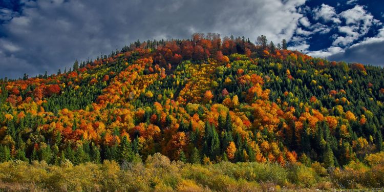 _DSC2774